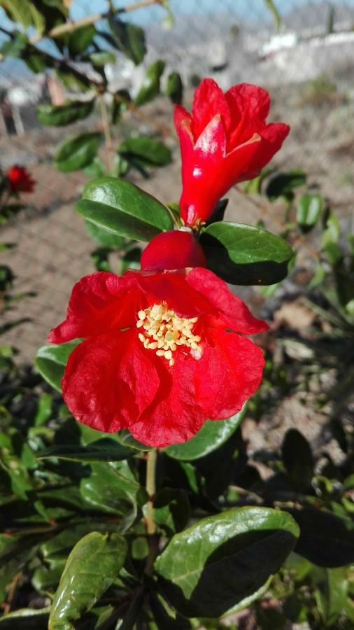 Finca Patio Canario 아로나 외부 사진